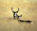 Two mule deer